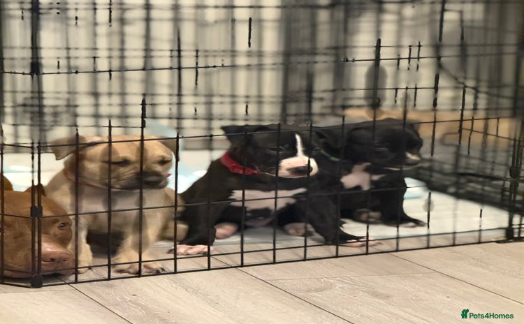 Mixed Breed dogs - Advert 7