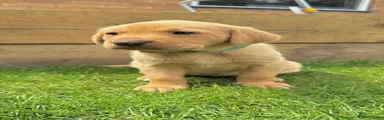 Labrador Retriever 5