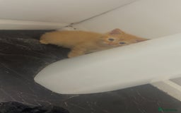 Mixed Breed cats for sale: 2 kittens 2 adults  - Image 4