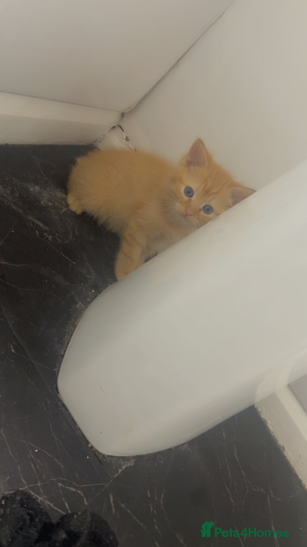 Mixed Breed cats for sale: 2 kittens 2 adults  - Image 4