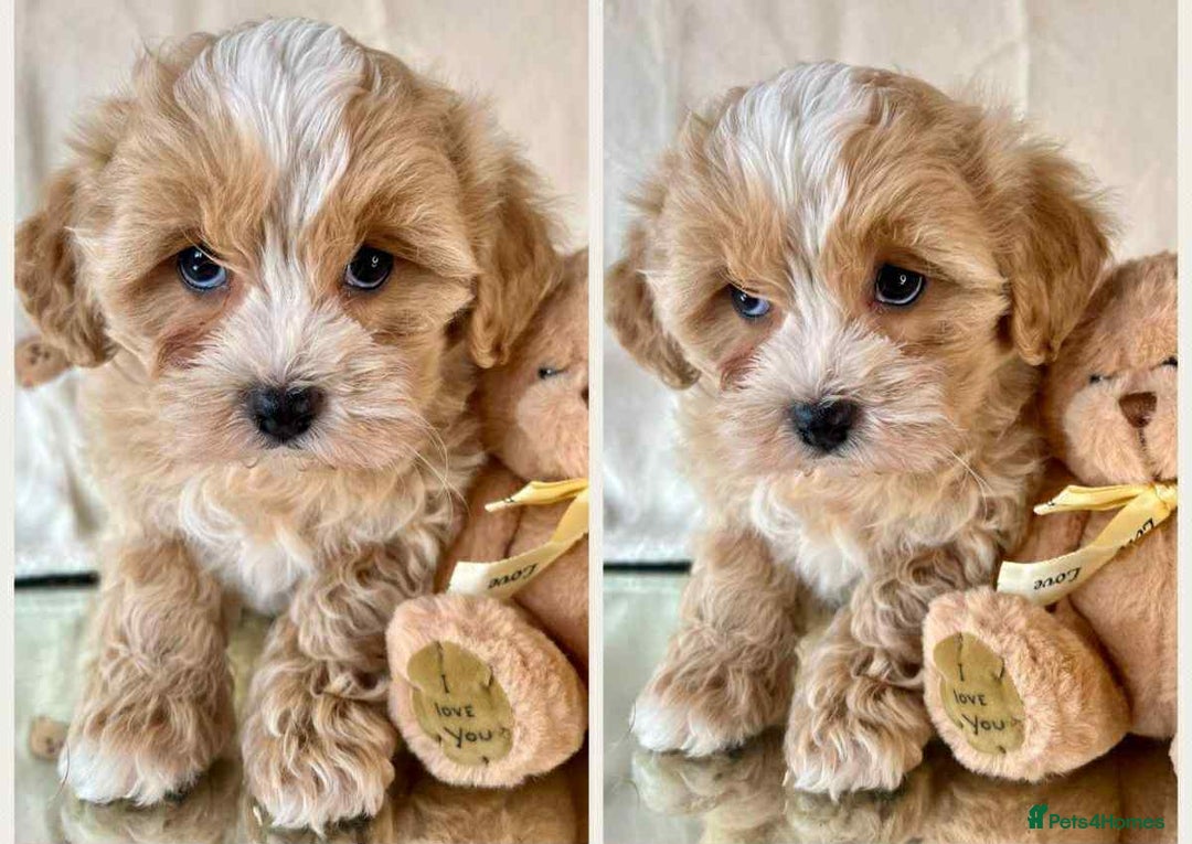 Cavapoo dogs for sale: Cavapoo Puppies known for there tight Curley coats - Advert 6