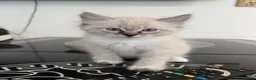 Siberian cats for sale: Purebred Neva Masquerade Siberian Kittens - Advert 4
