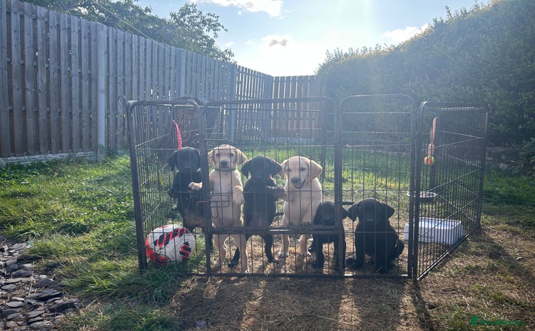 Labrador Retriever dogs for sale - Advert 2