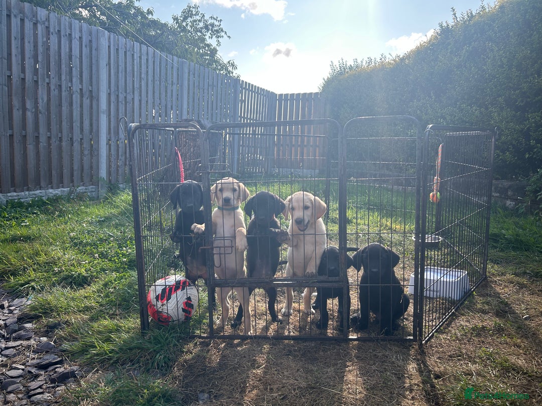 Labrador Retriever dogs for sale: Labrador puppies  - Image 1