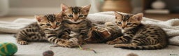 Bengal cats for sale: Pure breed bengal kittens 8  - Advert 4