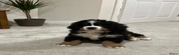 Bernese Mountain Dog dogs for sale: Buzz - Male Bernese Mountain Dog 20 months in Market Harborough - Advert 8