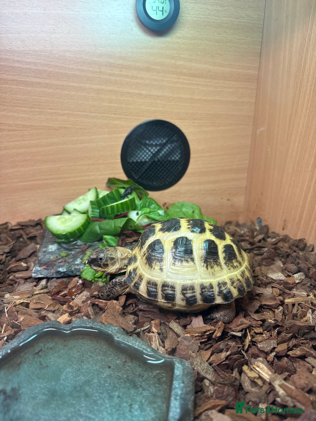 Tortoise reptiles for sale: Horsefield tortoise  - Image 1