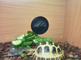 Tortoise reptiles for sale - Advert 1