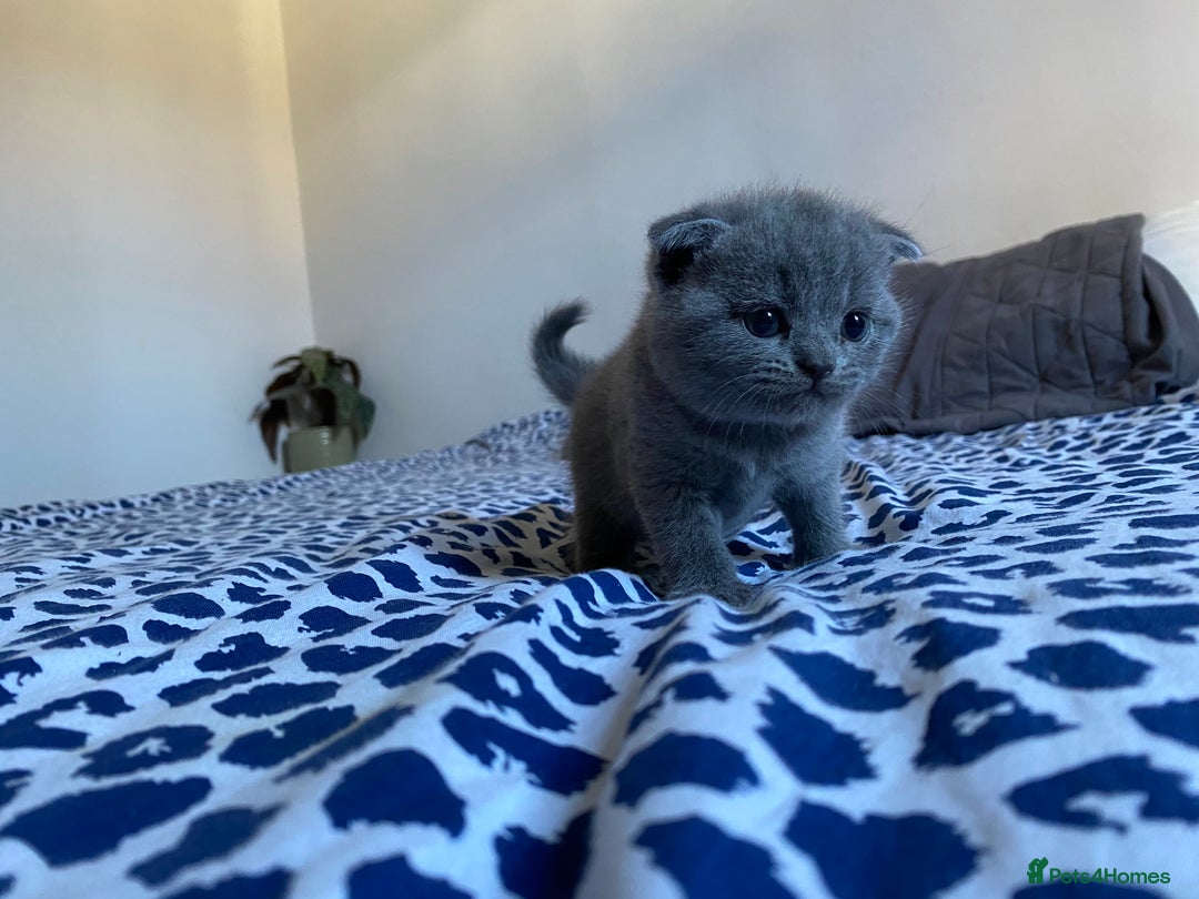 Scottish Fold cats for sale: Scottish Fold kittens for sale 3 Girls 2 Boys  - Advert 7