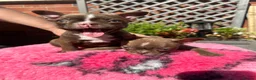 Boston Terrier dogs for sale: KC Registered Boston Terrier pups  - Advert 8