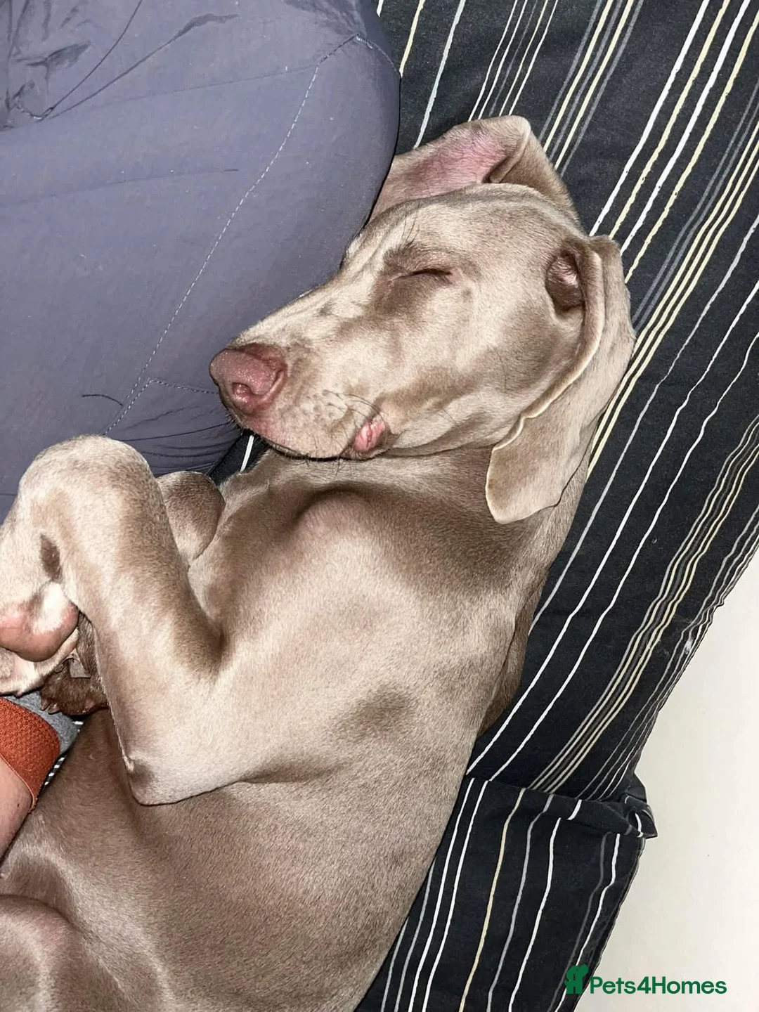 Weimaraner dogs for sale: Hallie  - Advert 23