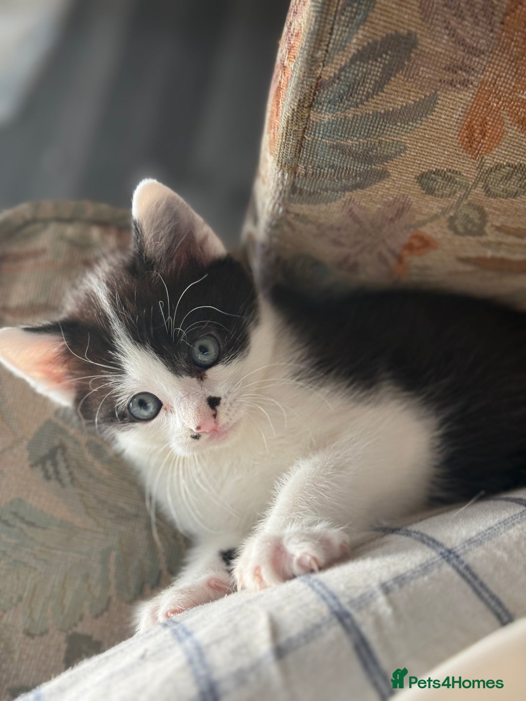 Mixed Breed cats for sale: 3 beautiful stunning and gorgeous kittens for you - Image 9
