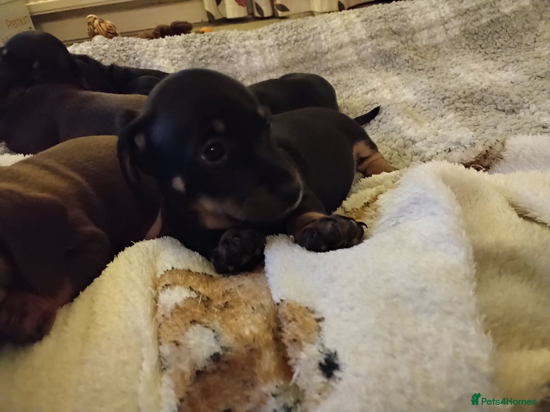 Miniature Dachshund dogs for sale: Miniature dachshund puppies - Advert 14
