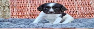 English Springer Spaniel 5