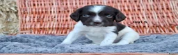 English Springer Spaniel dogs for sale: 1 boy left. Heath Tested Springer Spaniel Pups - Advert 24