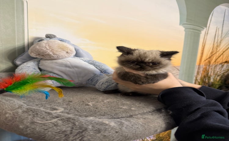 Exotic cats Exotic  - Advert 3