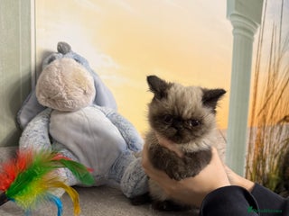 Exotic cats for sale: Exotic - Advert 1