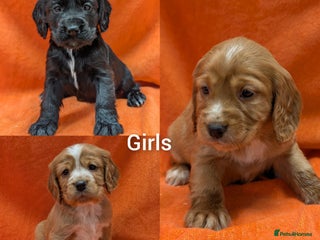 Cocker Spaniel dogs KC registered, health tested cocker spaniel pups - Advert 4