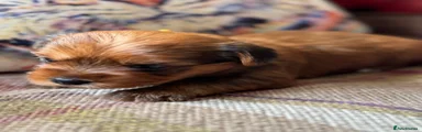 Yorkshire Terrier 7