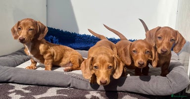 Dachshund dogs - Advert 16