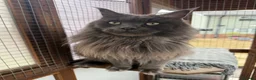 Maine Coon cats for sale: 2 MAINE COON BOYS - TO BE HOMED TOGETHER - Advert 3
