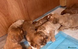 Cockapoo dogs for sale: 7 beautiful cockapoos baby’s  - Image 10