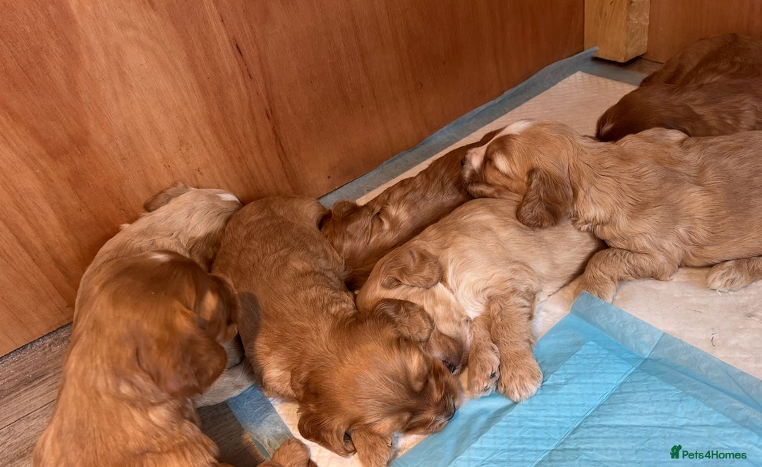 Cockapoo dogs for sale: 7 beautiful cockapoos baby’s  - Image 10
