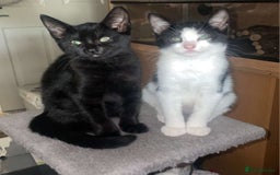 Mixed Breed cats for sale: Kittens - Image 14