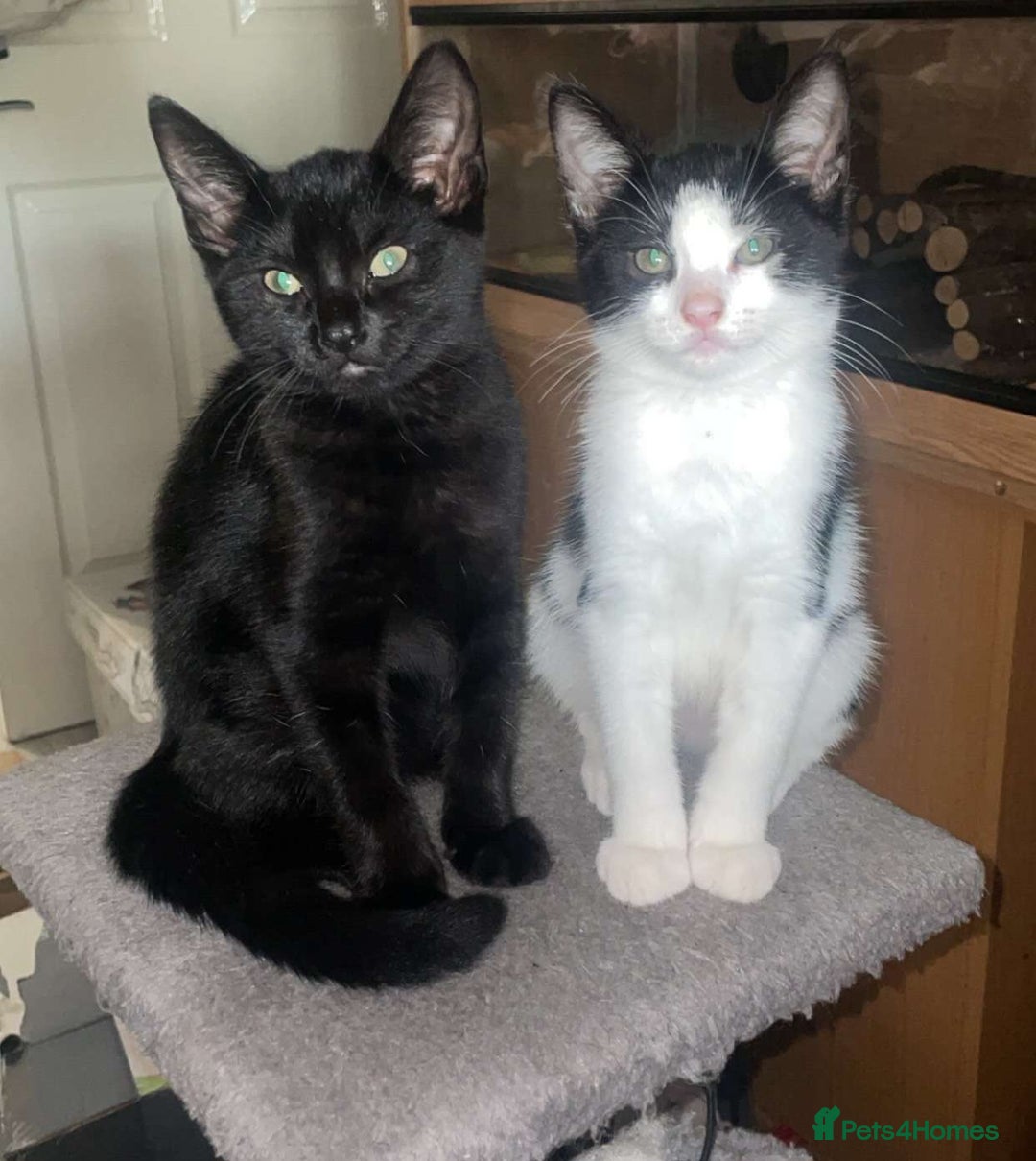 Mixed Breed cats for sale: Kittens - Image 14