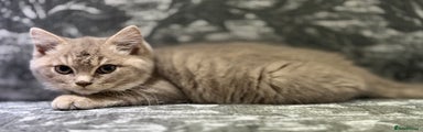 Lilac British Shorthair Kitten 