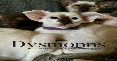 Oriental cats - Advert 12
