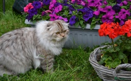 Scottish Fold cats for sale: The sweetest Folded ear boy on the world😻❤️ in Grimsby - Image 5