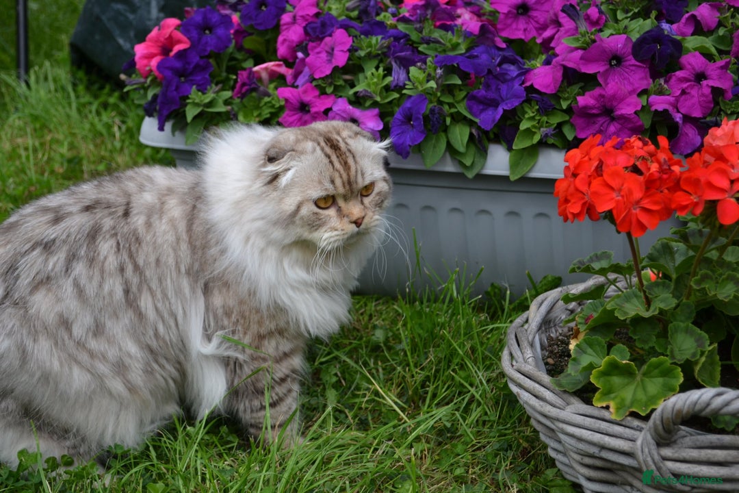 Scottish Fold cats for sale: The sweetest Folded ear boy on the world😻❤️ in Grimsby - Image 5