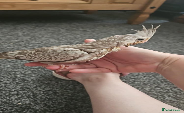 Cockatiels birds - Advert 1
