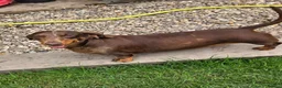 Miniature Dachshund dogs for sale: Kc registered min dachshunds bitches  - Advert 3