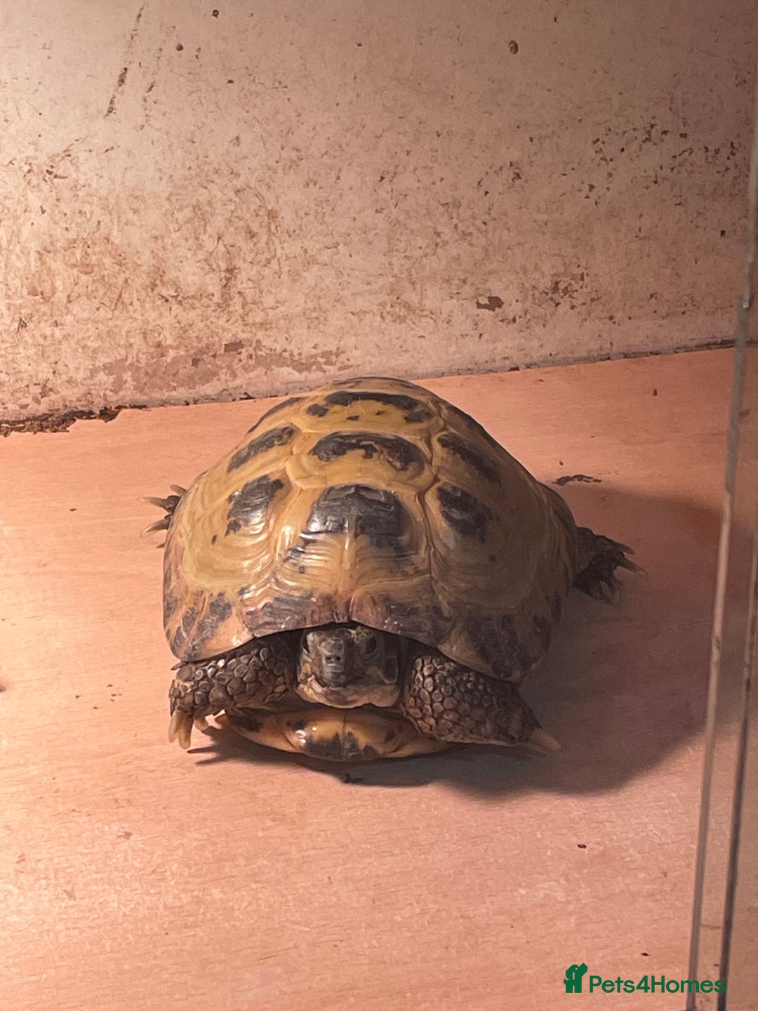 Tortoise reptiles for sale: Russian (Horsfield) Tortoise - Advert 4