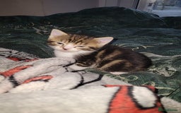 Mixed Breed cats for sale: Beautiful mixed kittens 2 boys 2 girl - Image 7