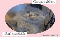 British Shorthair cats for sale: 🌸 Champion GCCF British Shorthair’s 🌸 - Image 14
