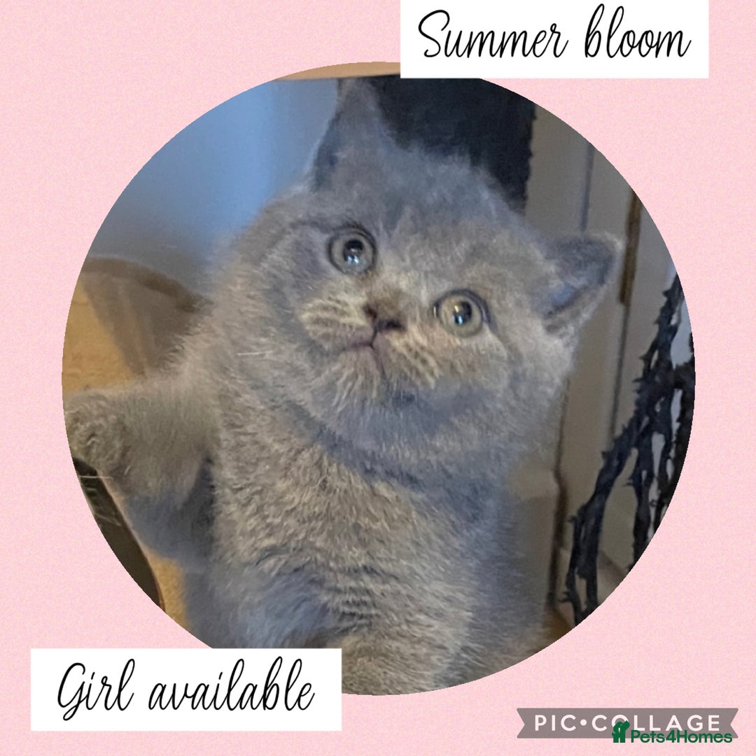 British Shorthair cats for sale: 🌸 Champion GCCF British Shorthair’s 🌸 - Image 14