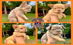 French Bulldog dogs for sale: QUALITY FLUFFY FRENCH BULLDOG PUPPIES - Image 1