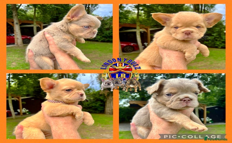 French Bulldog dogs - Advert 3