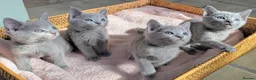 Russian Blue cats for sale: Affectionate Lap Kittens – Pedigree TICA - Advert 10