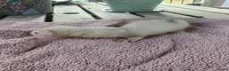 Ferret rodents for sale: Beautiful Ferret Kits for sale  - Advert 23