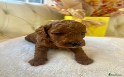 Cockapoo dogs for sale: 4⭐️Licensed F1b Cockapoos Exceptionally Bred - Image 30