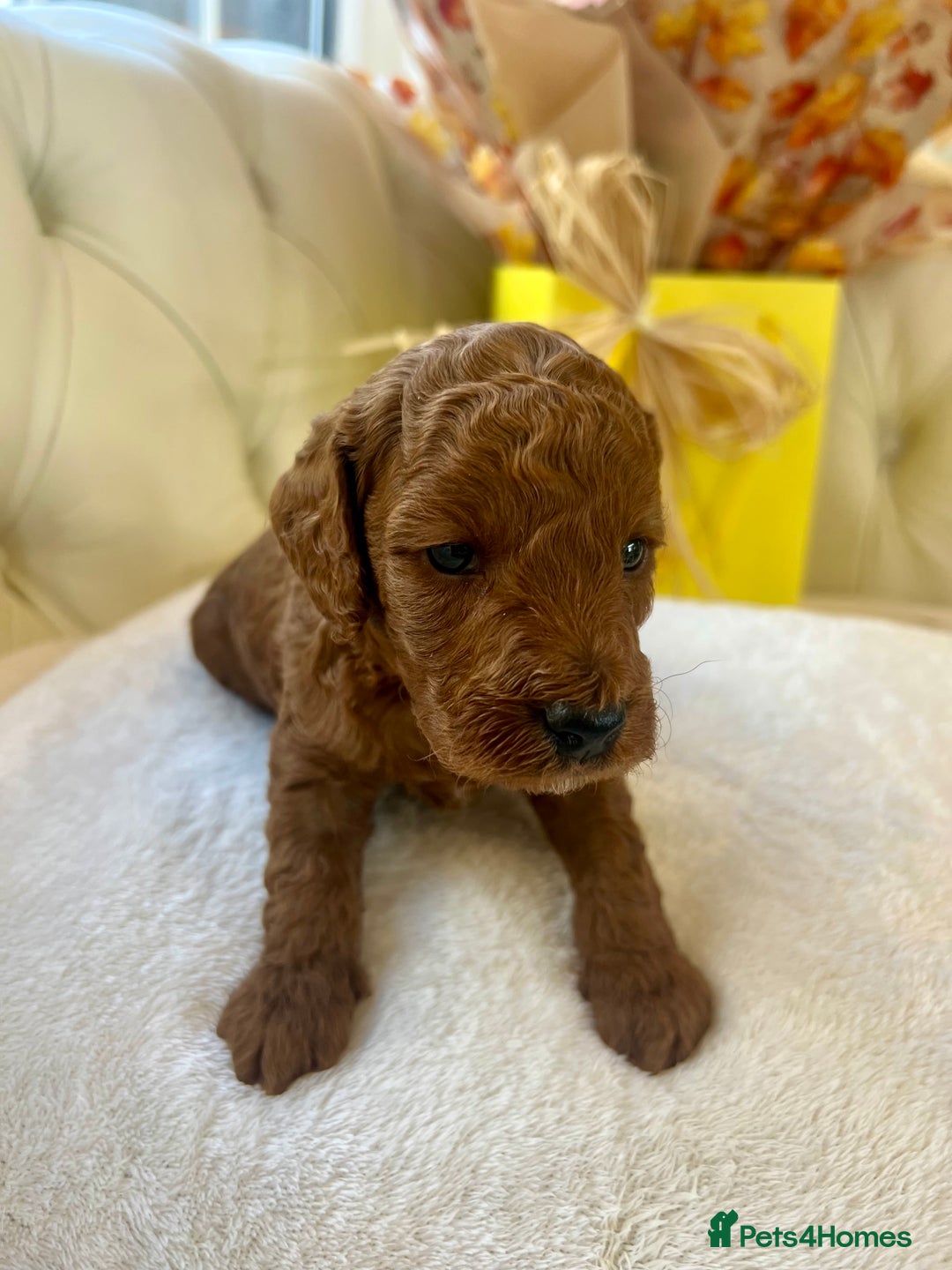 Cockapoo dogs for sale: 4⭐️Licensed F1b Cockapoos Exceptionally Bred - Image 30