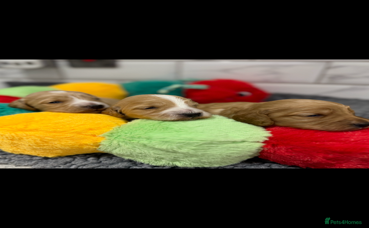 Cockapoo dogs - Advert 14