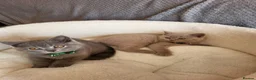 British Shorthair cats for sale: 4 adorable British Shorthair kittens - Advert 13