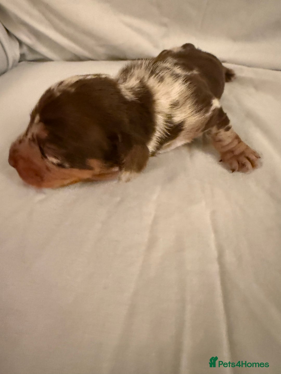 Dachshund dogs for sale: Miniature Dachshund puppies for sale - Advert 4
