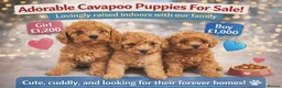 Cavapoo dogs for sale: Cavapoo x toy poodle puppies - Advert 1
