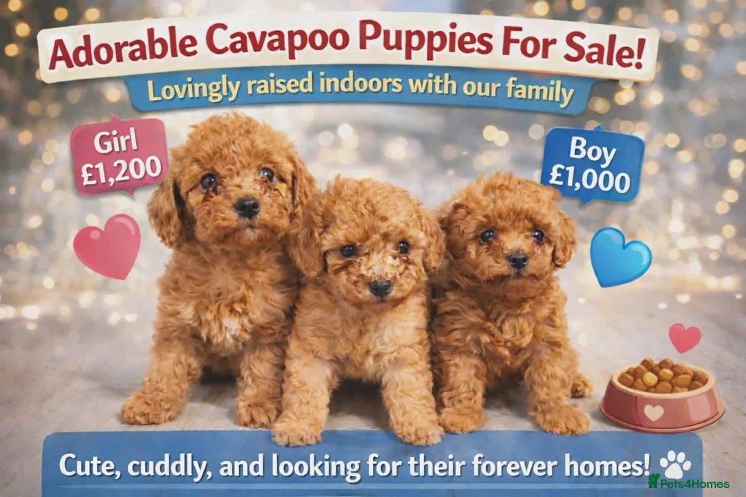 Cavapoo dogs for sale: Cavapoo x toy poodle puppies - Advert 1